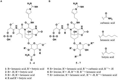 Four new suomilides isolated from the cyanobacterium Nostoc sp. KVJ20 and proposal of their biosynthetic origin